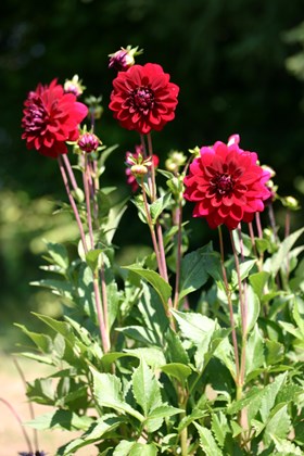 Dahlia Arabian Night