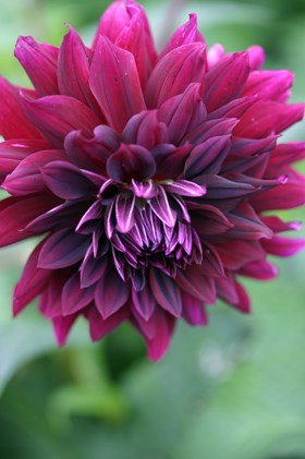 Dahlia Rip City