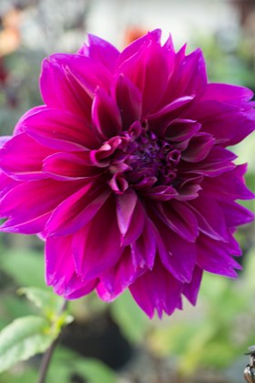 Dahlia Thomas A Edison