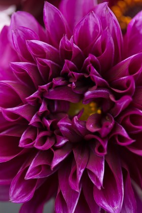 Dahlia Thomas A Edison