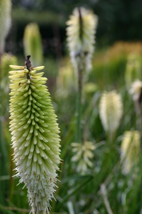 Kniphofia Ice Queen