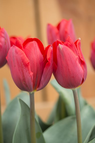 All Tulips