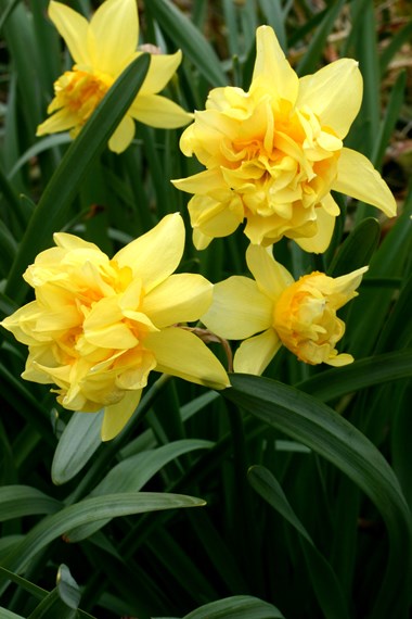 All Narcissus (Daffodils)