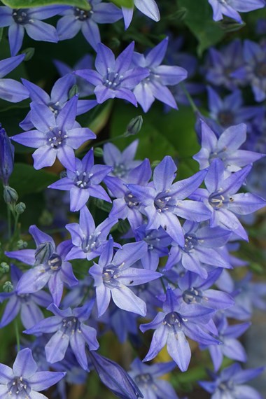 Triteleia 