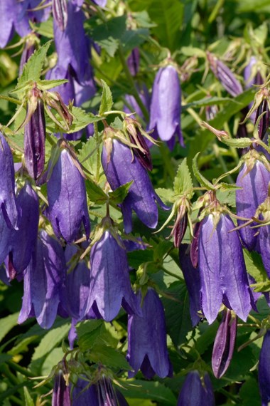 Campanula