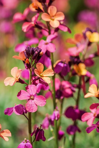 Erysimum