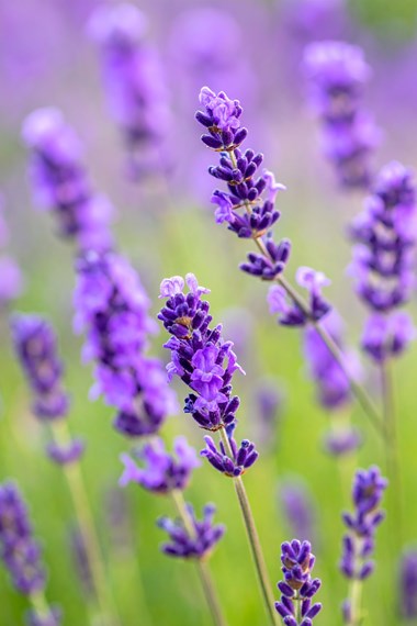 Lavender