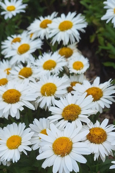 Leucanthemum