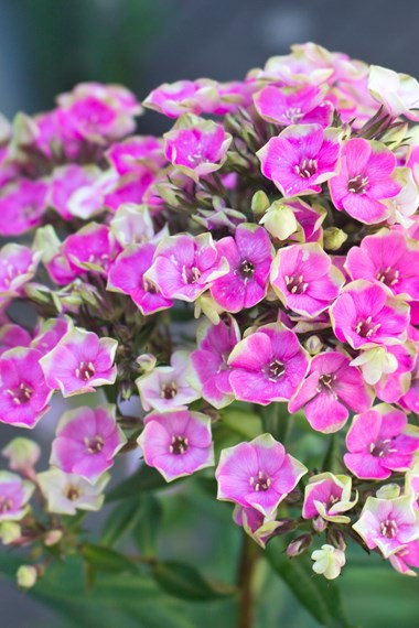 Phlox