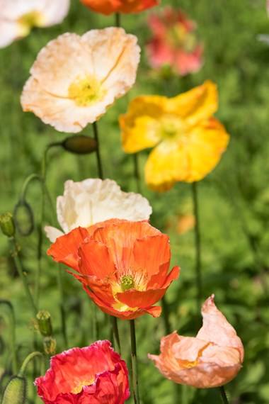 Papaver