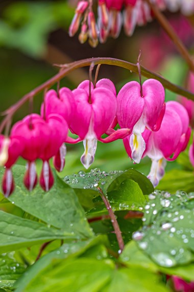 Dicentra