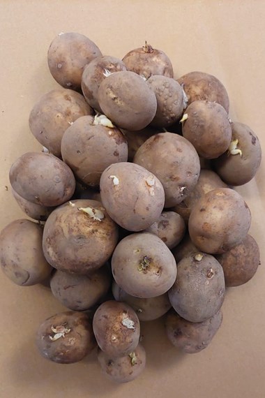 Seed Potatoes & Onions