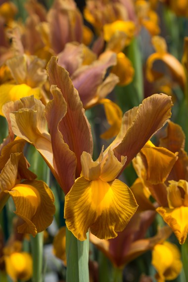 Iris x Hollandica