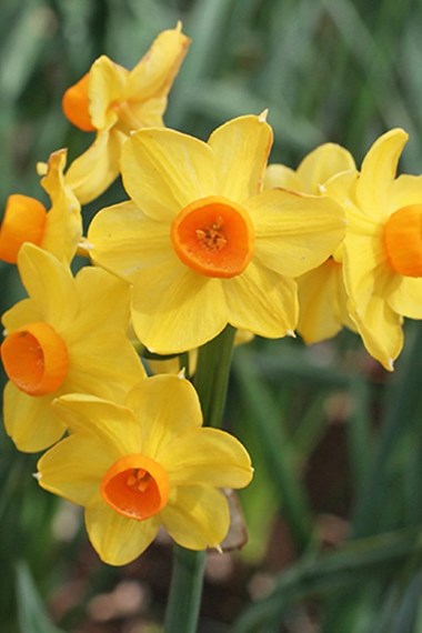 Narcissus Indoor 