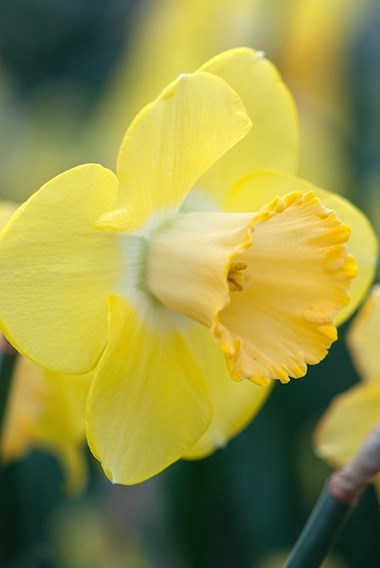 Narcissus Large Cupped 