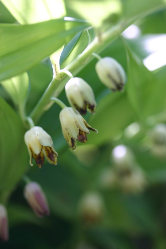 Disporopsis aspersa