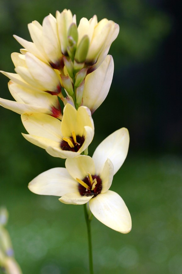 Ixia Yellow Emperor