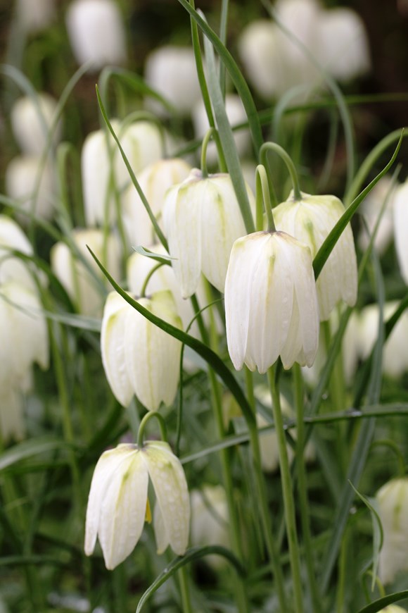 Fritillaria meleagris Alba