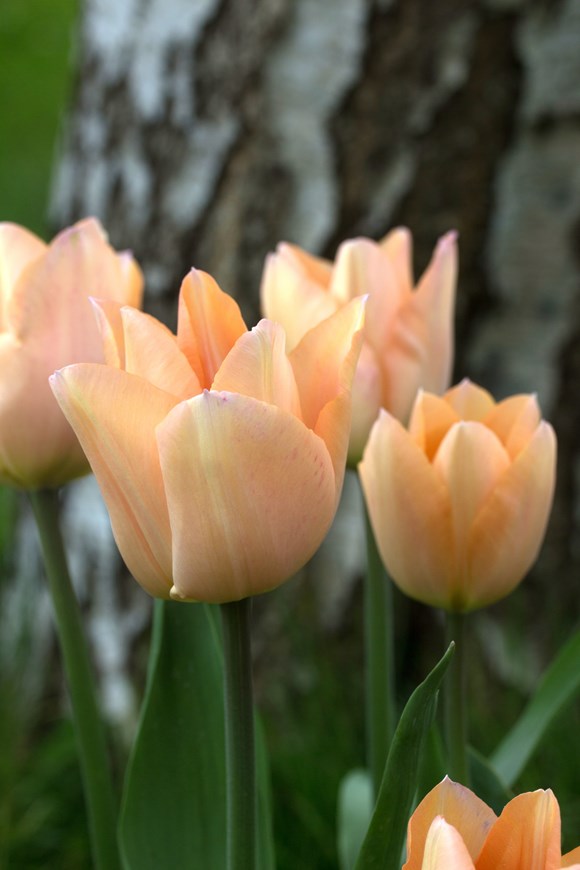 Tulipa Apricot Beauty