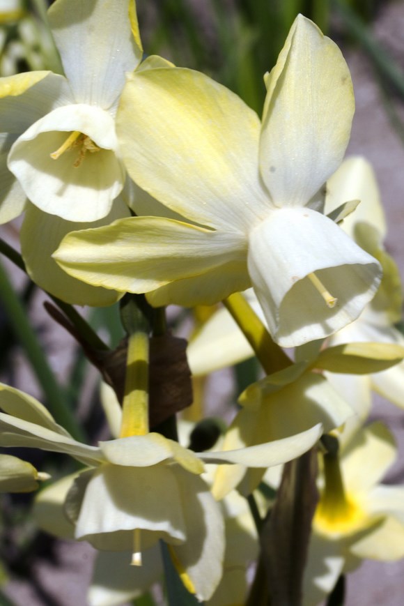 Narcissus Moonlight Sensation