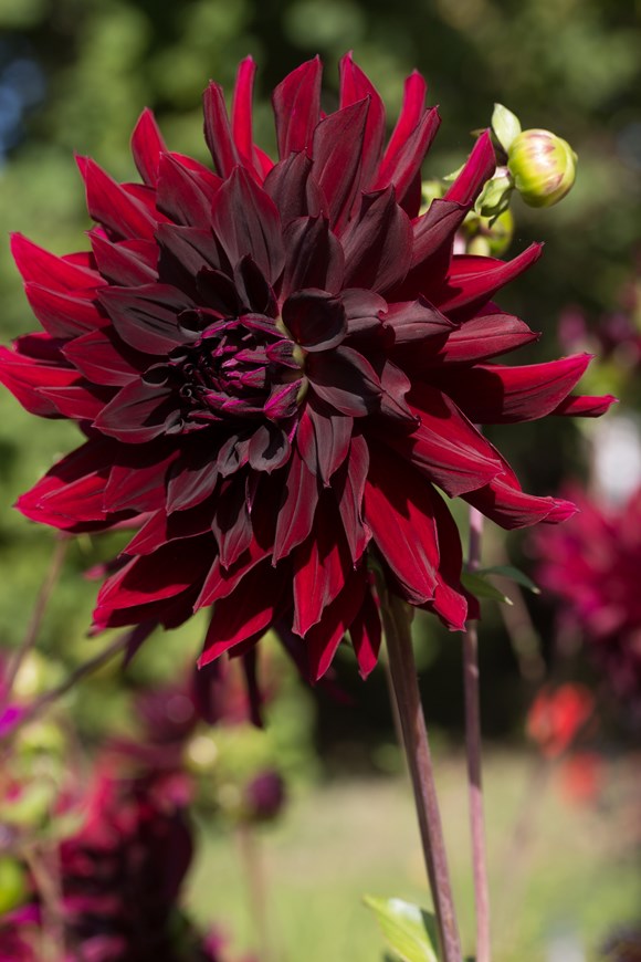 Dahlia Rip City