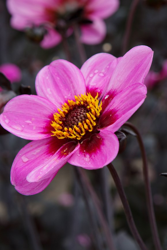 Dahlia Happy Single Wink