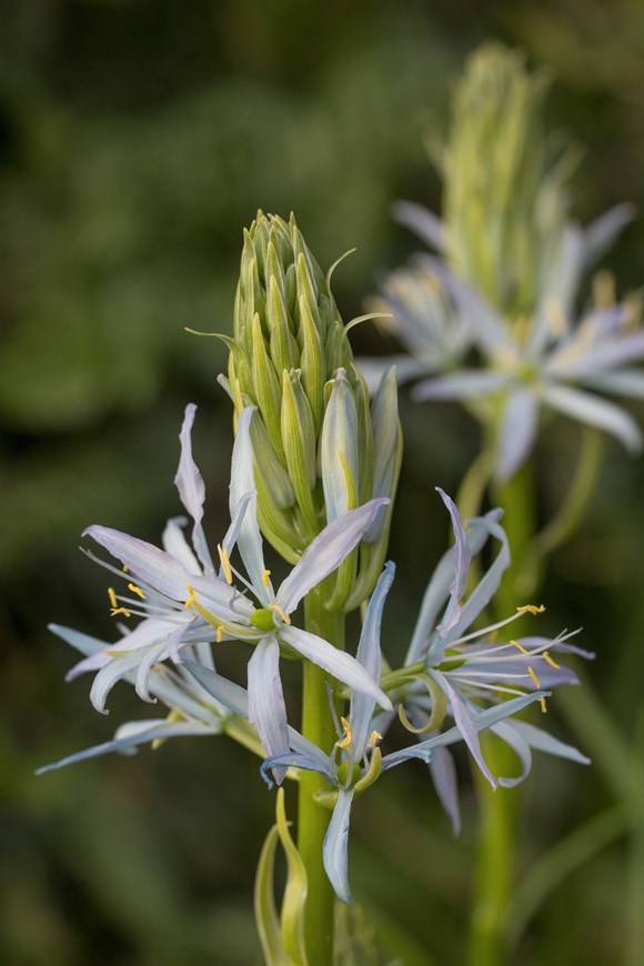 Camassia Blue Heaven