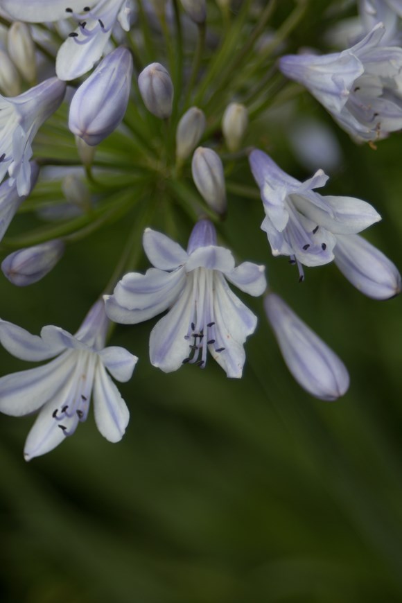 Agapanthus Blue Rinse