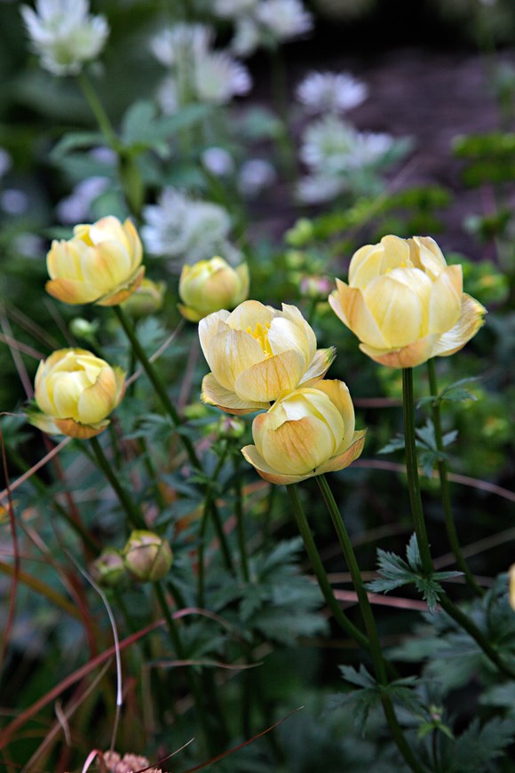 Trollius Alabaster