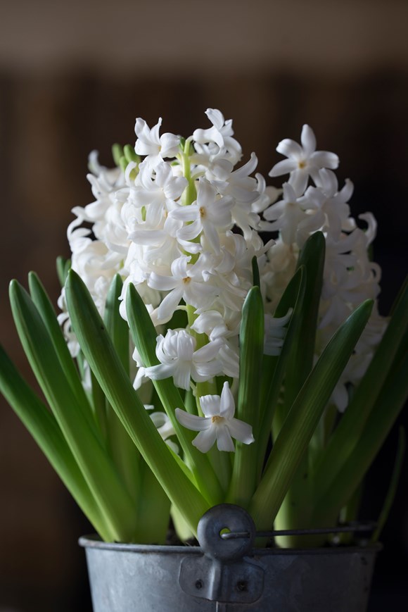 Hyacinthus White Pearl | Avon Bulbs