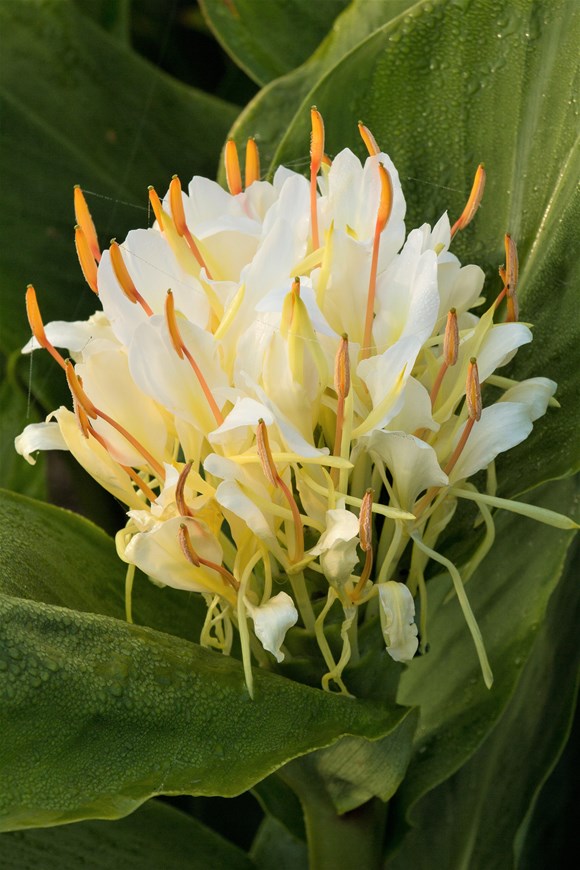 Hedychium Ellipticum