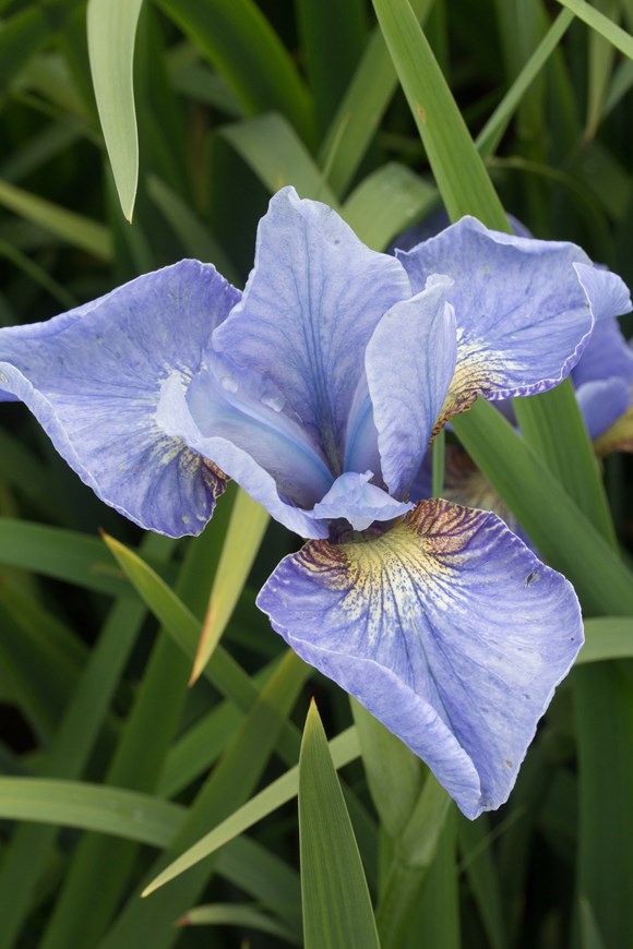 Iris sibirica Cambridge