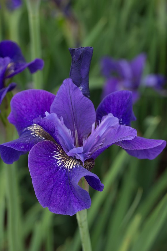 Iris sibirica Ruffled Velvet