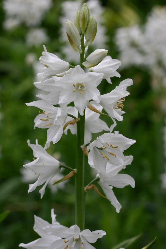 Hyacinthoides hispanica Alba Maxima