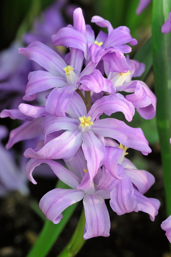 Chionodoxa luciliae Violet Beauty