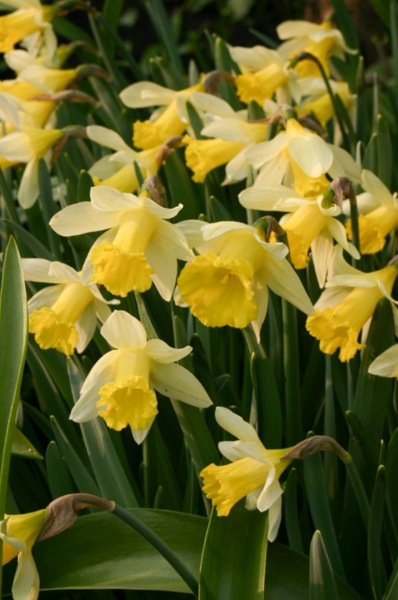 Narcissus Topolino 