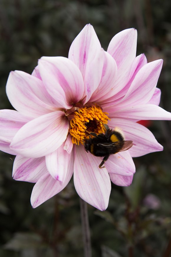 Dahlia Bishop of Leicester