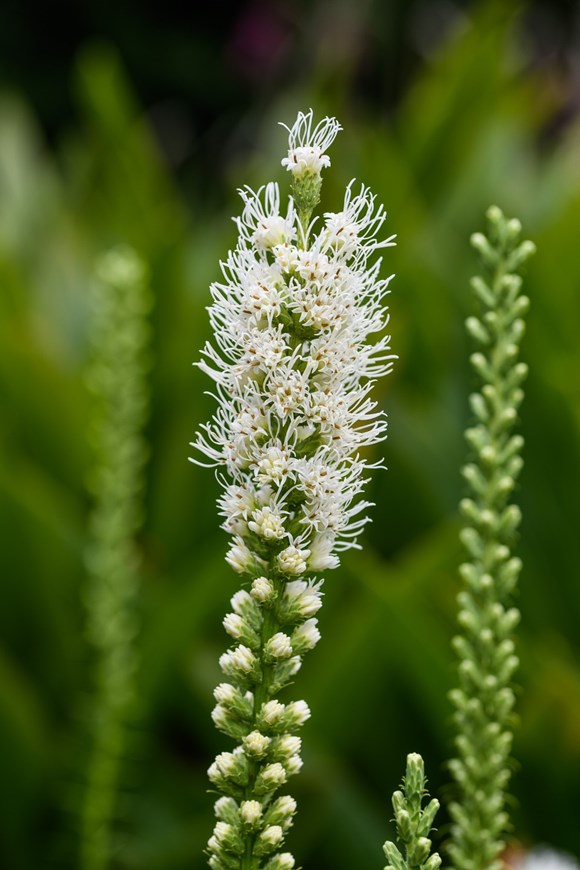 Liatris spicata Alba