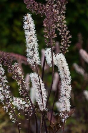 Actaea simplex Brunette