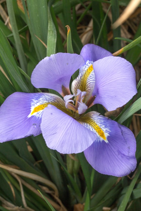 Iris unguicularis Marondera     