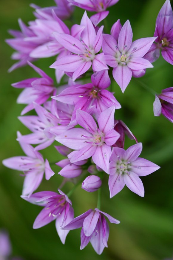 Allium unifolium Eros