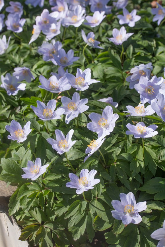 Anemone nemorosa Robinsoniana
