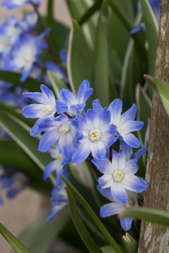 Chionodoxa forbesii 'Blue Giant'