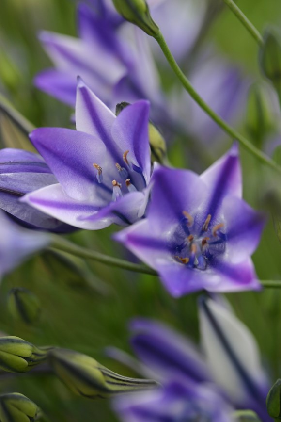 Triteleia Rudy