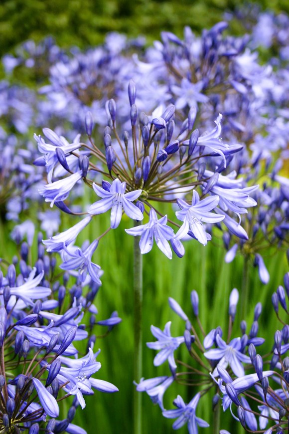 Agapanthus Castle of Mey