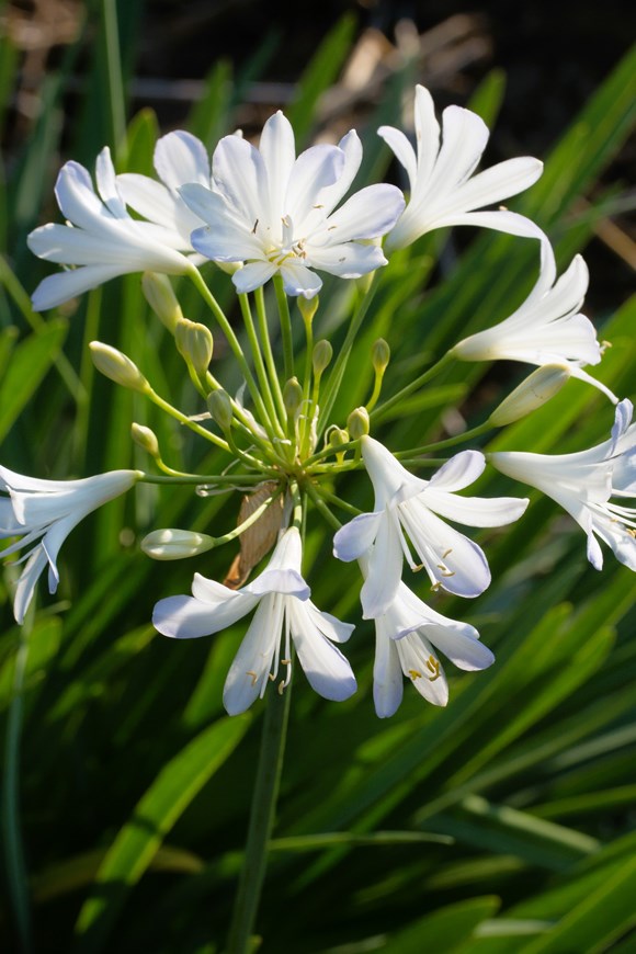 Agapanthus Silver Baby