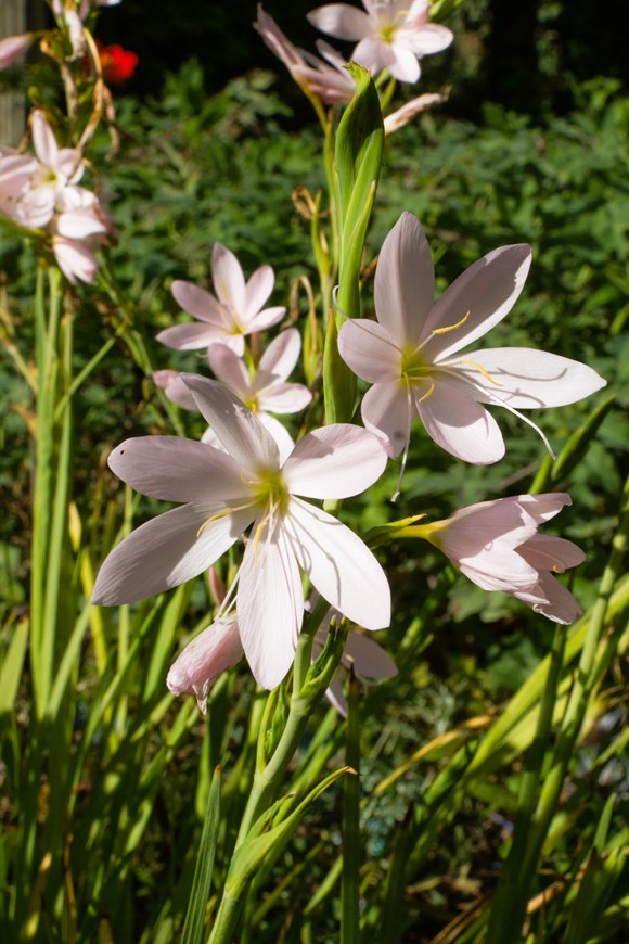 Hesperantha coccinea Wilfred H. Bryant