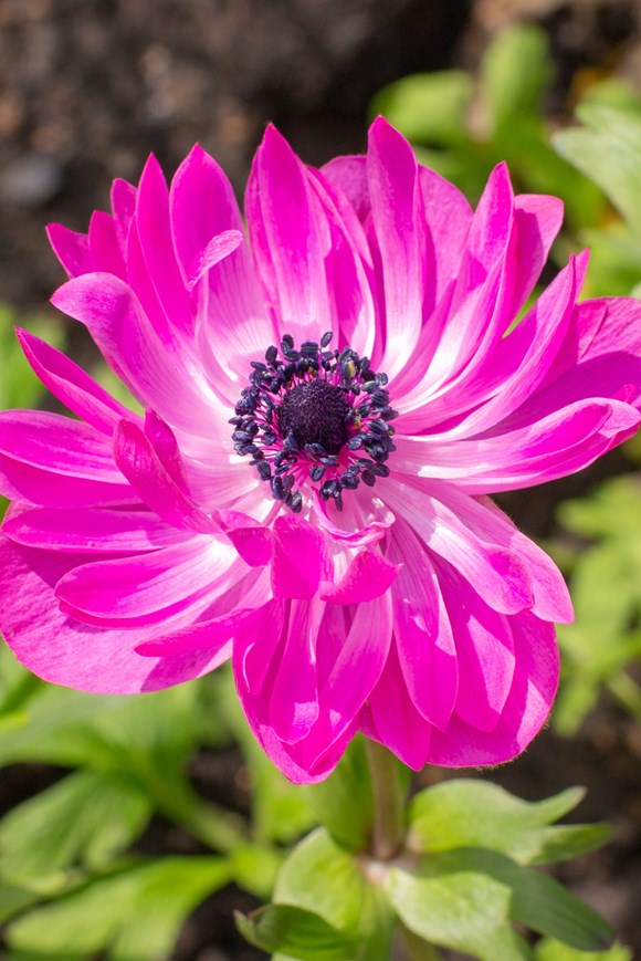 Anemone coronaria Admiral
