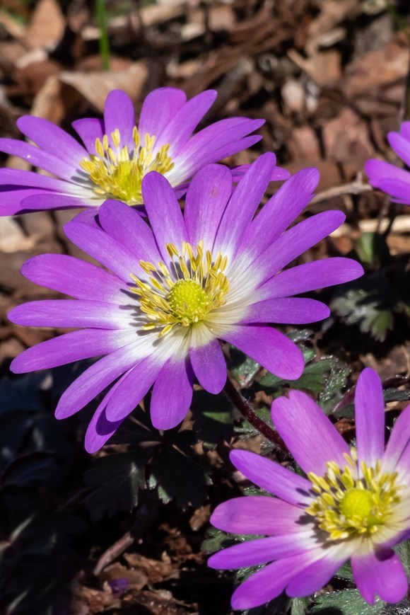 Anemone blanda Charmer