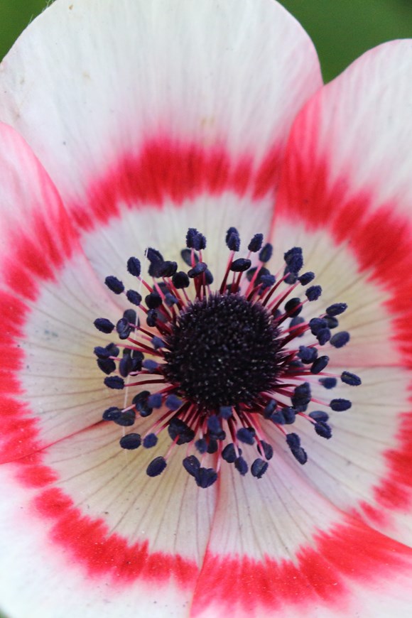 Anemone coronaria Duet (Bicolor)